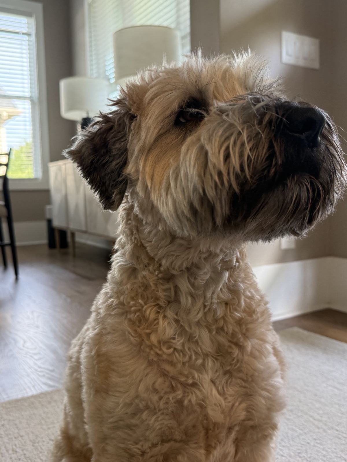 Stella